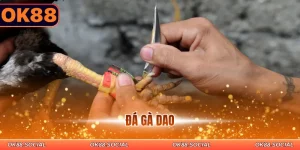 đá gà dao