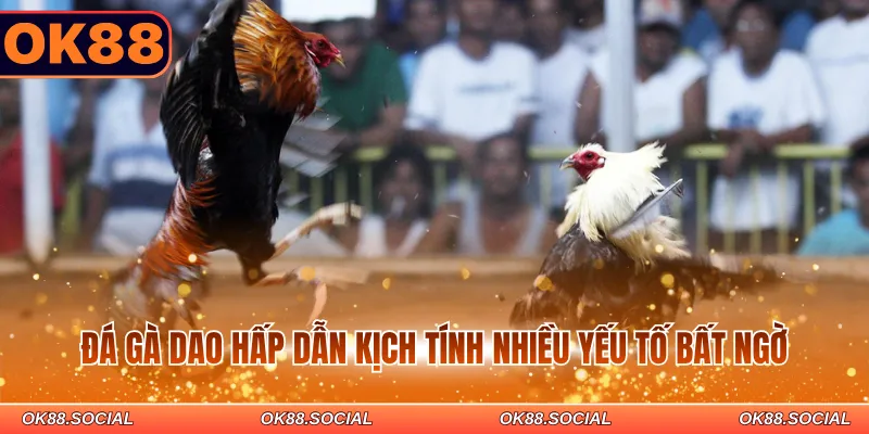 Đá gà dao hấp dẫn kịch tính nhiều yếu tố bất ngờ