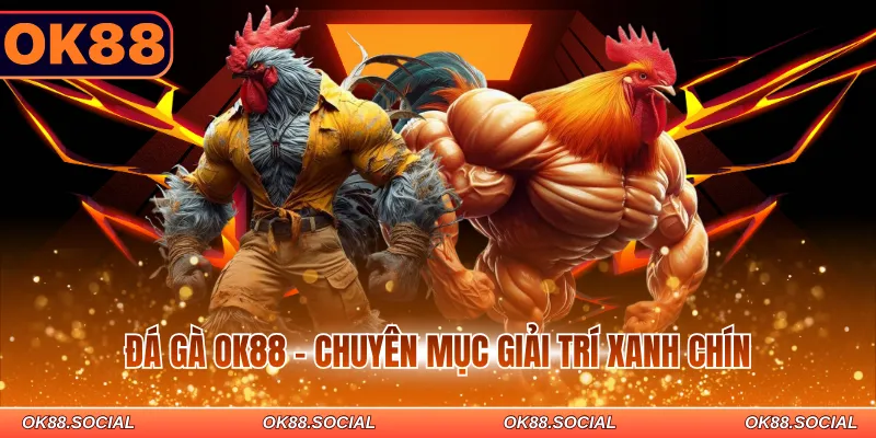 Đá gà OK88 - Chuyên mục giải trí xanh chín