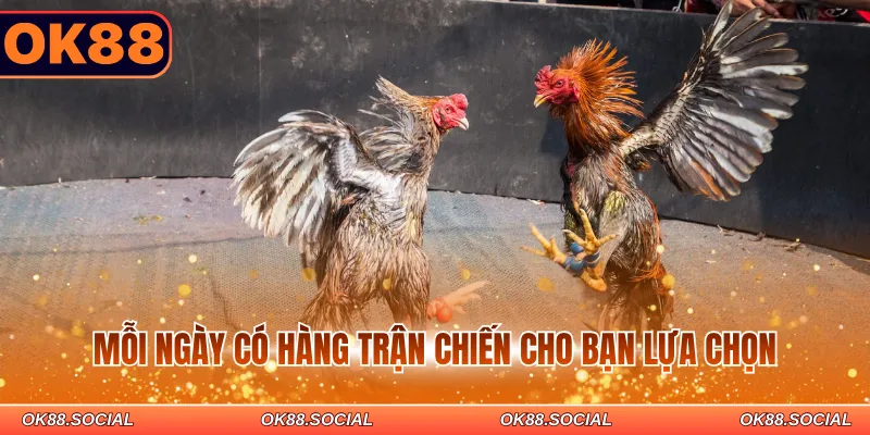 Mỗi ngày có hàng trận chiến cho bạn lựa chọn