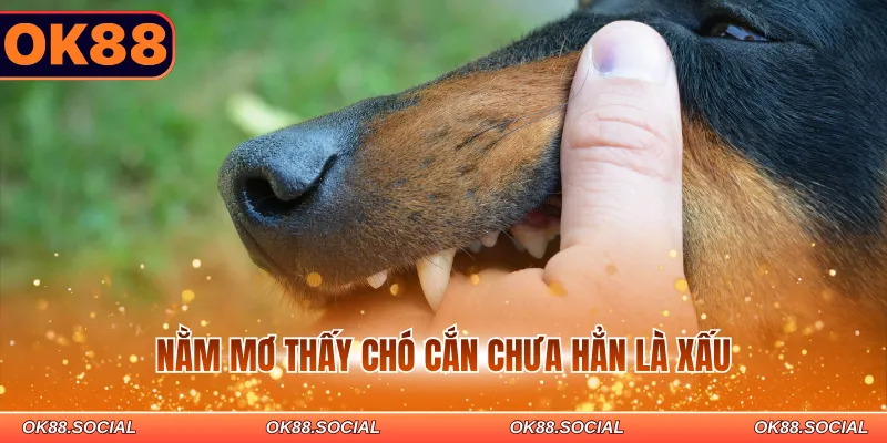 Nằm mơ thấy chó cắn chưa hẳn là xấu